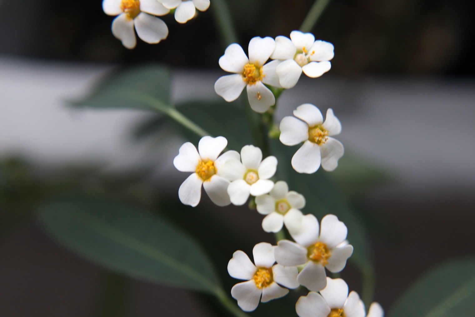 White blossoms on a green stem